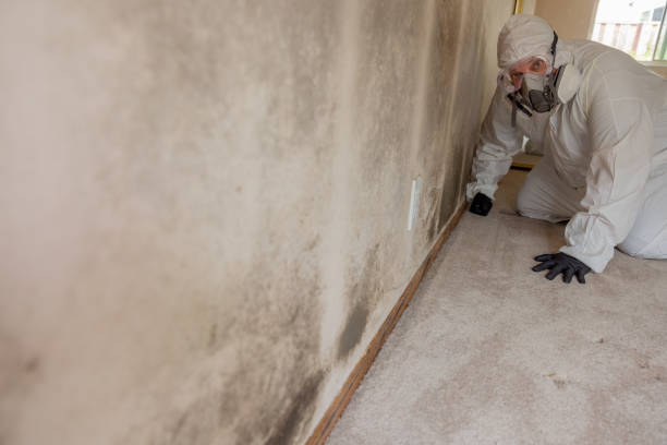 Best Attic Mold Removal  in Williamsburg, PA